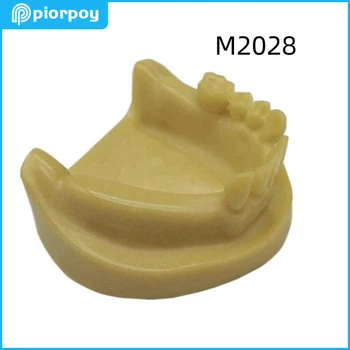 Dantų Dantų Modelio Putų Trūkumas Implantavimo Praktiką Odontologijos Mokymo Produktų Odontologia Studentų Lavinimo M2028